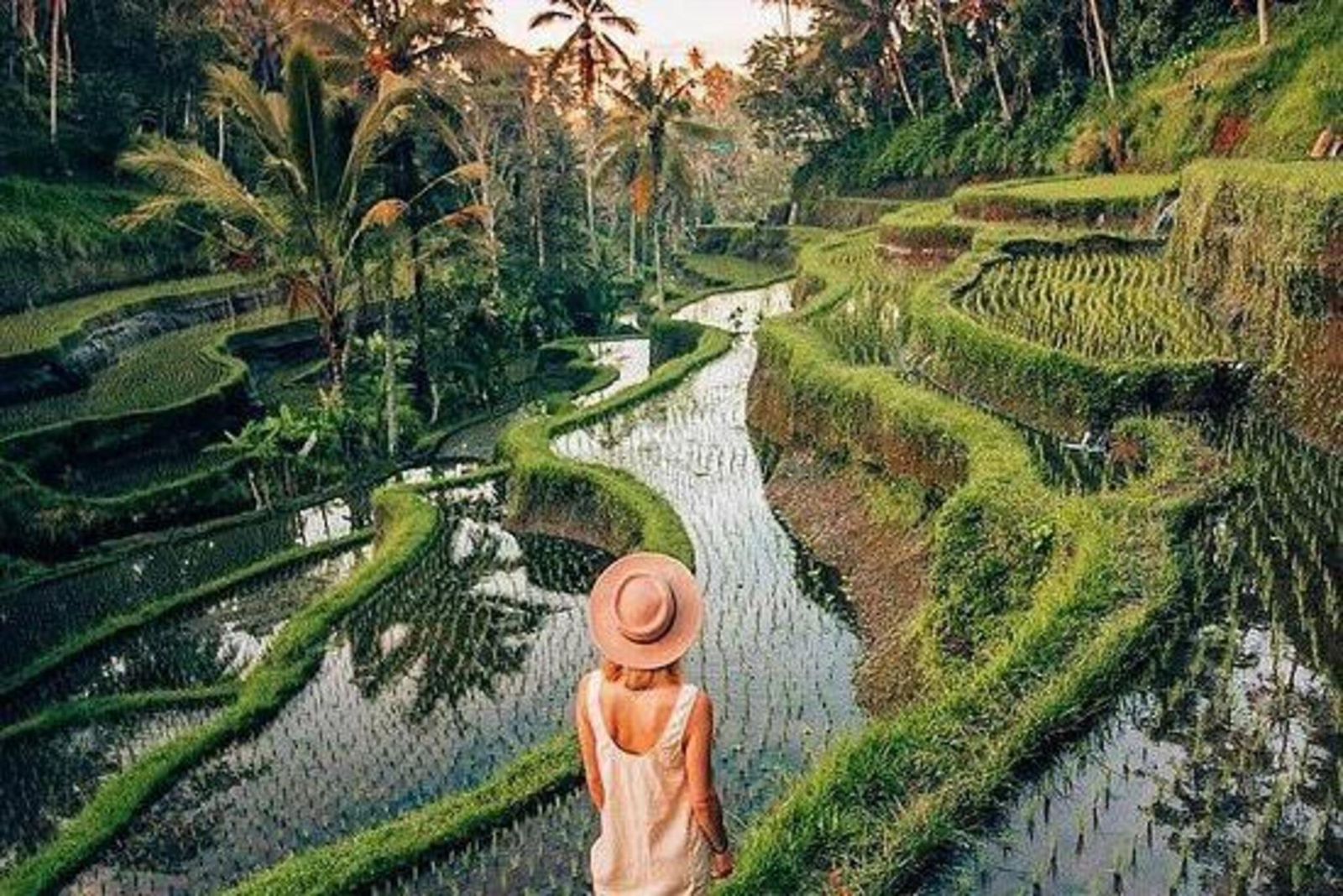 Traveler walking through stunning Ubud rice terraces during cultural tour